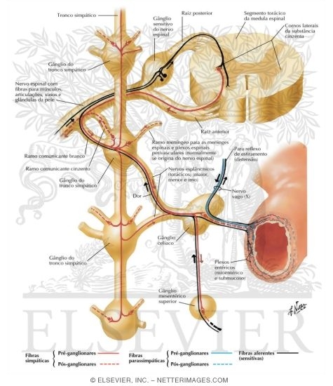 Watermarked preview of labeled image: Autonomic Reflex Pathways: Schema