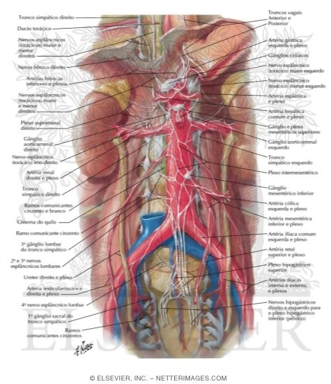 Watermarked preview of labeled image: Autonomic Nerves and Ganglia of Abdomen
Sympathetic Nerves In the Abdomen