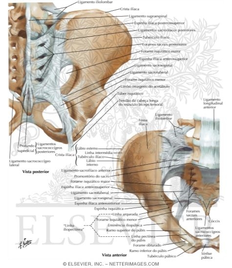 Bones and Ligaments of Pelvis