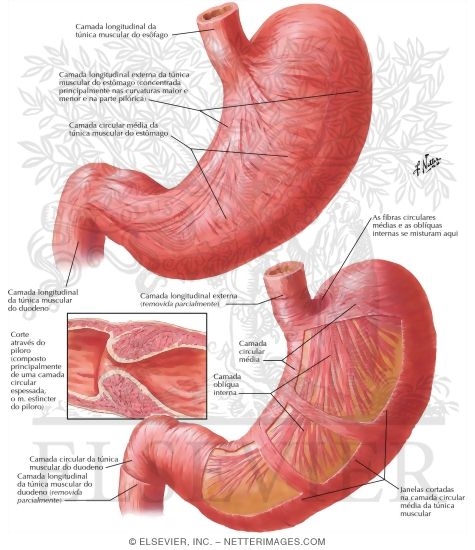 Watermarked preview of labeled image: Musculature of Stomach