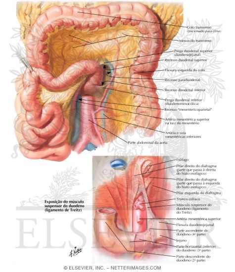 Duodenal Fossae and Ligament of Treitz