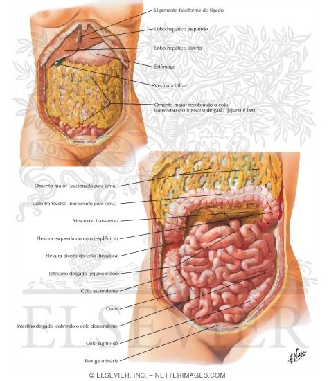 Greater Omentum and Abdominal Viscera
Small Intestine I - Topography and Relations