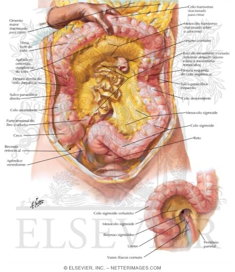 Colon - Topography and Relations
Mesenteric Relations of Intestines