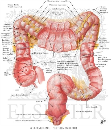 Large Intestine Structure
Mucosa and Musculature of Colon
Mucosa and Musculature of Large Intestine
Structure of Colon