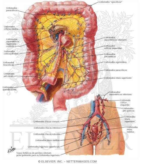 Watermarked preview of labeled image: Lymph Drainage of Large Intestine