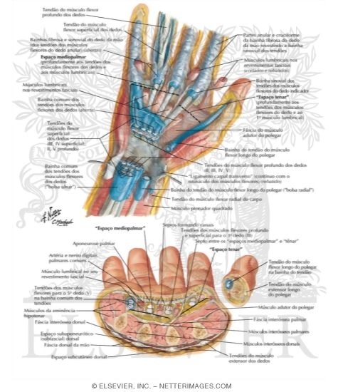 Spaces, Bursae, and Tendon and Lumbrical Sheaths of Hand
Bursae, Spaces and Tendon Sheaths of Hand
