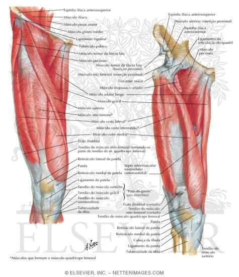 Muscles of Front of Hip and Thigh