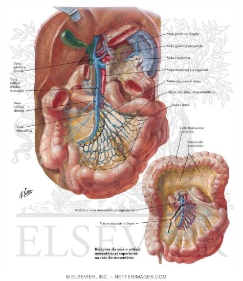 Veins of Small Intestine
Venous Drainage of Small and Large Intestine