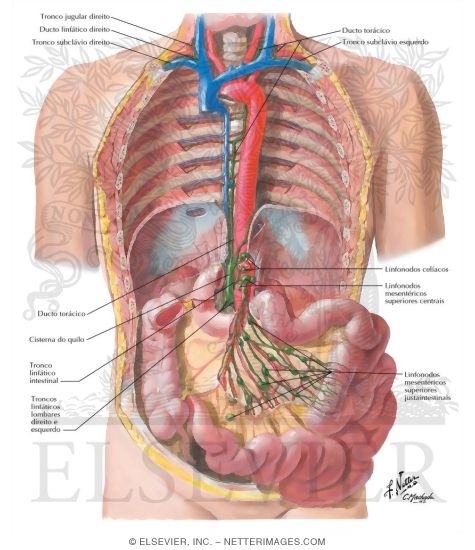 Watermarked preview of labeled image: Lymph Drainage of Small Intestine
Lymph Vessels and Nodes of Small Intestine