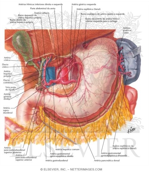 Resultado de imagen para anatomia del estomago netter