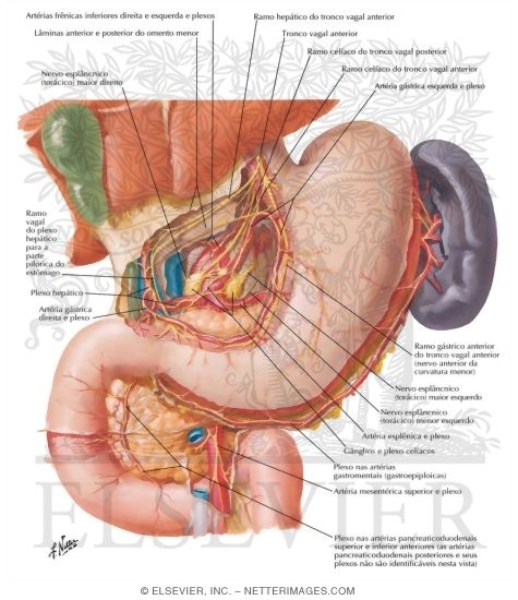 Watermarked preview of labeled image: Innervation of Stomach and Duodenum
Nerves of Stomach and Duodenum
The Stomach and Duodenum