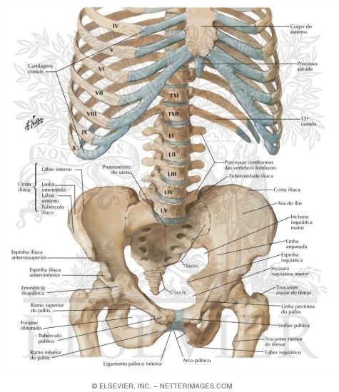 Bony Framework of Abdomen
Bony Framework of Abdominopelvic Cavity
Landmarks and Other Structures