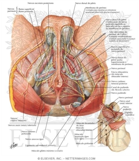 Watermarked preview of labeled image: Innervation of Abdomen and of Perineum