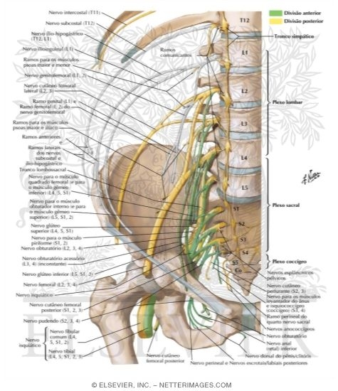 Watermarked preview of labeled image: Division of the Lumbosacral Plexus