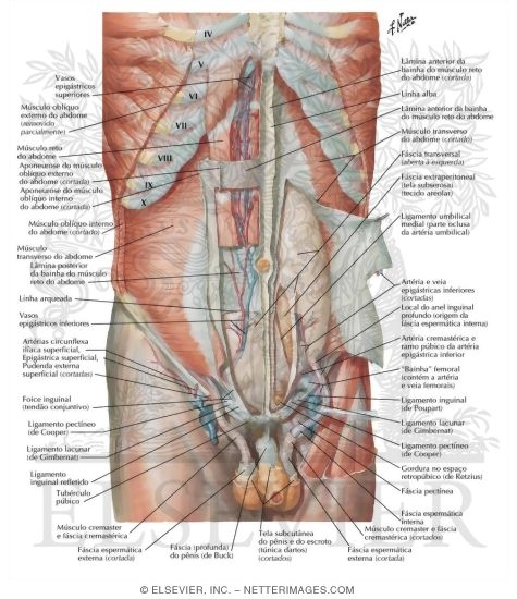 Watermarked preview of labeled image: Anterior Abdominal Wall: Deep Dissection
Anterolateral Abdominal Wall