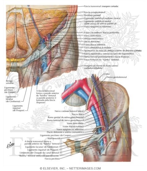 Femoral Sheath and Inguinal Canal
Inguinal Canal
