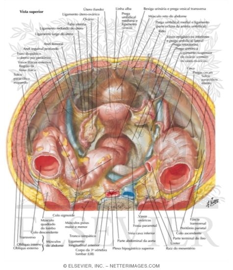 Pelvic Contents: Female