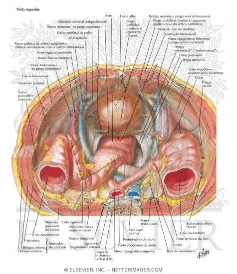 Watermarked preview of labeled image: Pelvic Contents: Male