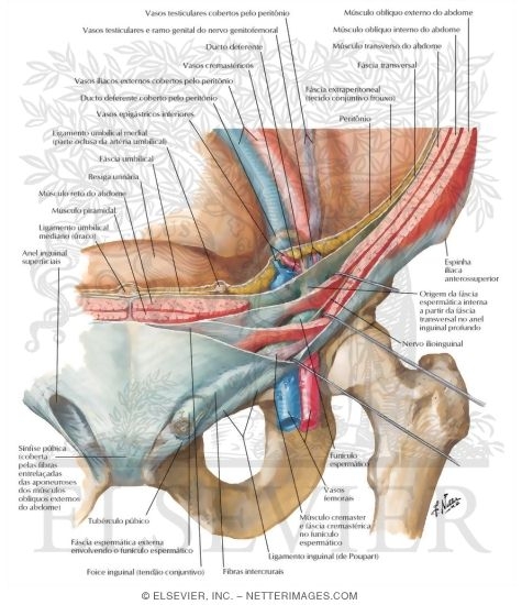 Inguinal Canal and Spermatic Cord
The Adult Inguinal Region