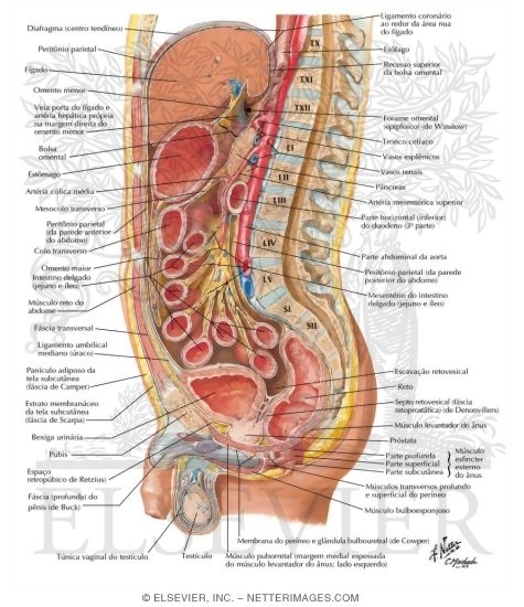 Abdominal Wall and Viscera: Median (Sagittal) Section
Peritoneum