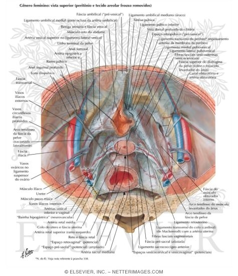 Watermarked preview of labeled image: Endopelvic Fascia and Potential Spaces
Pelvic Fascia and Perineopelvic Spaces
Peritoneum