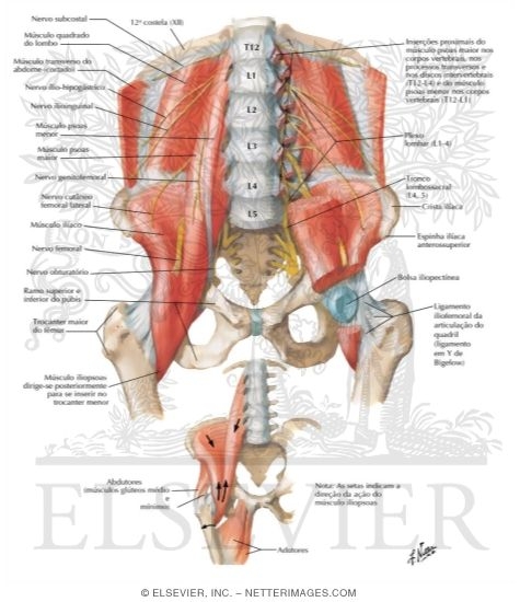 The Iliopsoas MusclePsoas and Iliacus Muscles