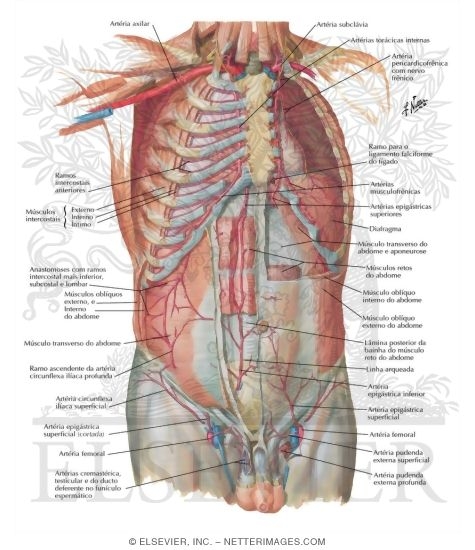 Arteries of Anterior Abdominal Wall
Blood Supply of the Abdomen