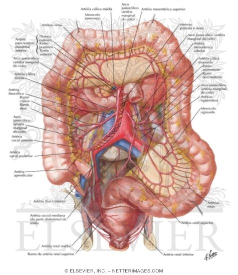 Watermarked preview of labeled image: Arteries of Large Intestine
Blood Supply of Small and Large Intestine