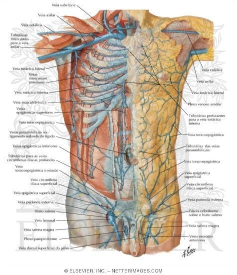 Veins of Anterior Abdominal Wall
Venous Drainage of the Abdomen