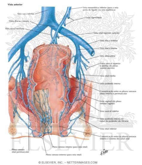 Watermarked preview of labeled image: Veins of Rectum and Anal Canal
Venous Drainage of Small and Large Intestine
