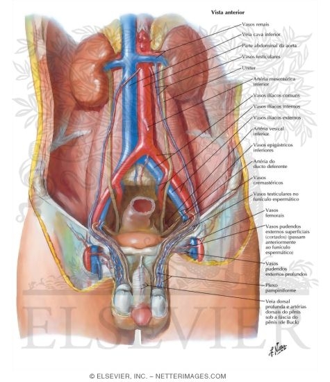 Watermarked preview of labeled image: Blood Supply of Testes