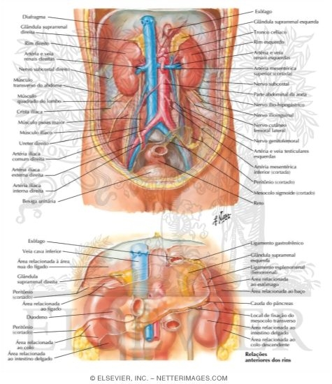 Anatomic Relations of the Kidney
Kidneys In Situ: Anterior Views