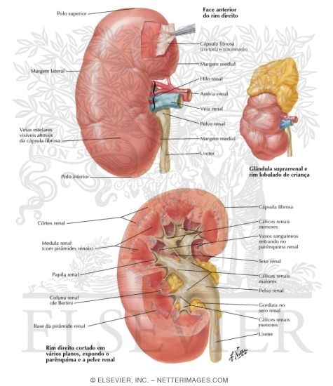 Gross Structure of Kidney