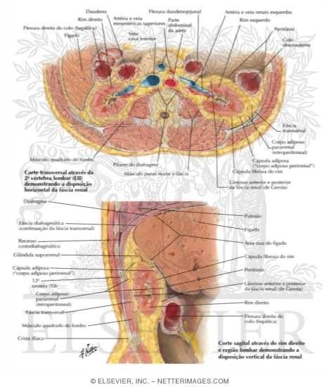 Renal Fascia