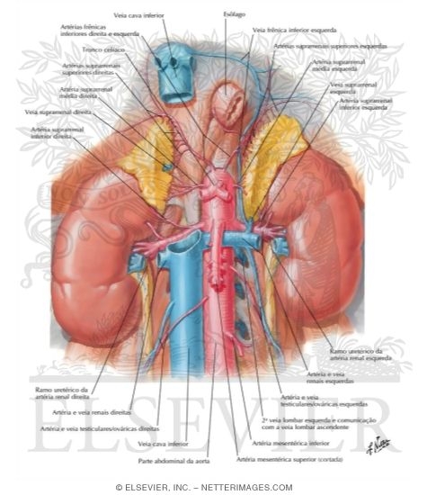 Renal Artery and Vein In Situ Renal Vasculature
