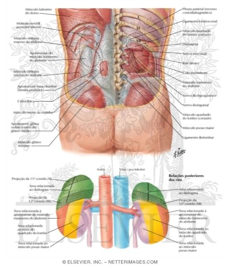 Anatomic Relations of the Kidney - Posterior Relations of the Kidneys
Kidneys In Situ: Posterior Views