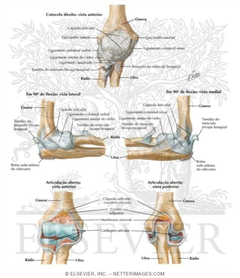 Watermarked preview of labeled image: Elbow Ligaments (Continued)