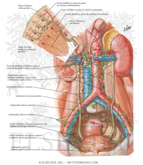 Lymph Vessels and Nodes of Kidneys and Urinary Bladder
Lymphatic Drainage of Kidneys, Ureters and Urinary Bladder