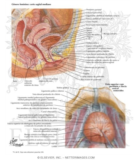 Watermarked preview of labeled image: Urinary Bladder: Female
Urinary Bladder: Orientation and Supports