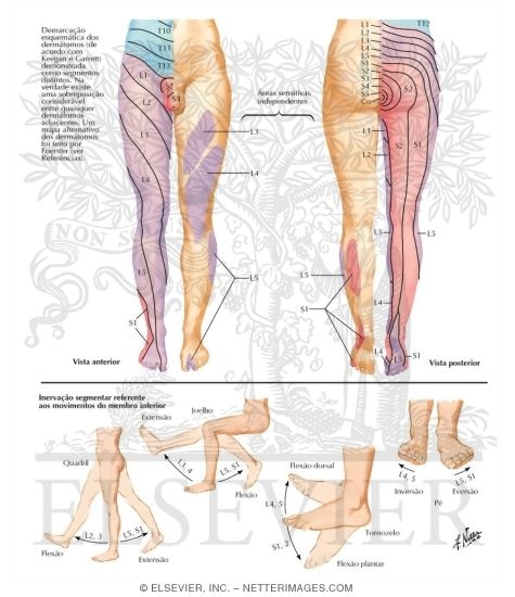 Дерматомы l5-s1. С5-с6 дерматом. Дерматомы l5-s1. Межпозвоночные диски l4-l5, l5-s1. Синдром компрессии корешка l5.