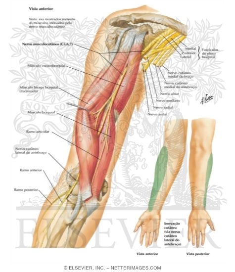 Watermarked preview of labeled image: Musculocutaneous Nerve