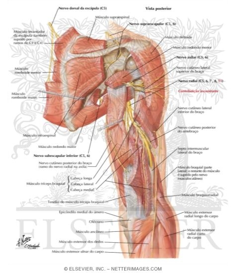 Scapular, Axillary and Radial Nerves