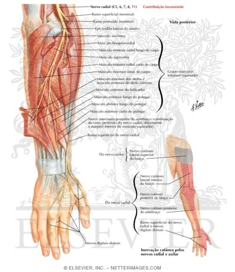 Watermarked preview of labeled image: Radial Nerve in Forearm
