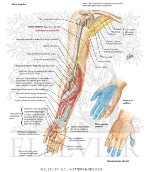 Median Nerve of Forearm