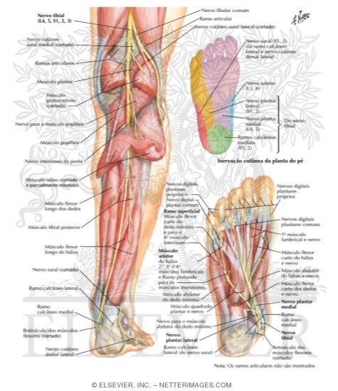 Watermarked preview of labeled image: Tibial Nerve (L4, L5; S1, S2, S3)