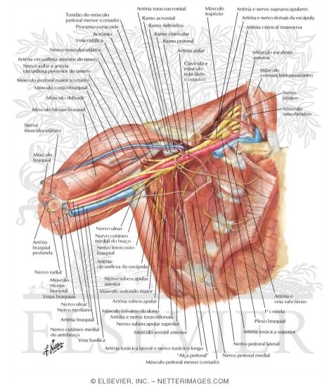 Watermarked preview of labeled image: Axilla Dissection: Anterior View