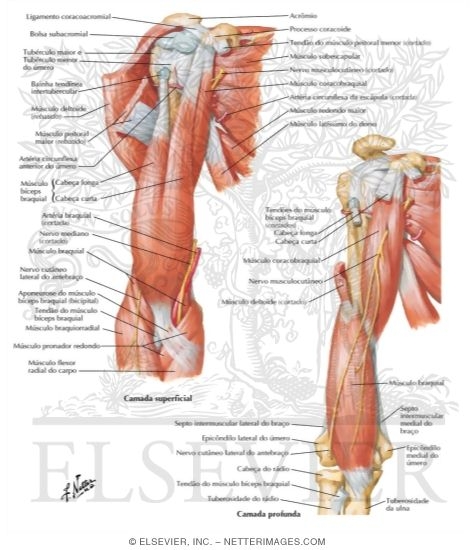 Arm Muscles With Portions of Arteries and Nerves
Muscles of Arm: Anterior Views