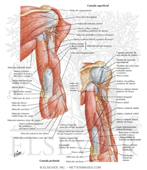 Arm Muscles With Portions Of Arteries And Nerves Muscles Of Arm Posterior View