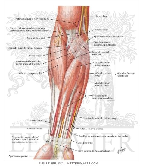 Muscles of Forearm (Superficial Layer): Anterior View