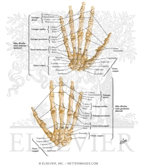 Bones of Wrist and Hand